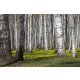 Vlies Fotótapéta - Birch trees - 375x250 cm