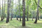 Vlies Fotótapéta - Beutiful birches in forest - 375x250 cm