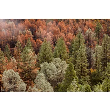   BEAUTIFUL FOREST fotótapéta, poszter, vlies alapanyag, 375x250 cm