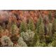 BEAUTIFUL FOREST fotótapéta, poszter, vlies alapanyag, 375x250 cm