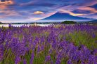 FUJI MOUNTAIN AND LAVENDER fotótapéta, poszter, vlies alapanyag, 375x250 cm