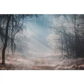 Vlies Fotótapéta - Misty Morning in a Forest - 375x250 cm