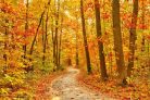 Vlies Fotótapéta - Pathway in the Autumn Forest - 375x250 cm