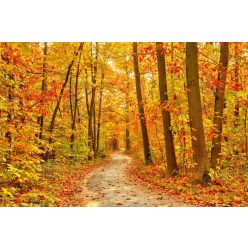   Vlies Fotótapéta - Pathway in the Autumn Forest - 375x250 cm