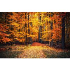 Vlies Fotótapéta - Pathway in the Autumn Park - 375x250 cm