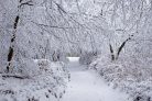 Vlies Fotótapéta - Winter Forest in Snow - 375x250 cm