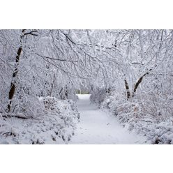 Vlies Fotótapéta - Winter Forest in Snow - 375x250 cm