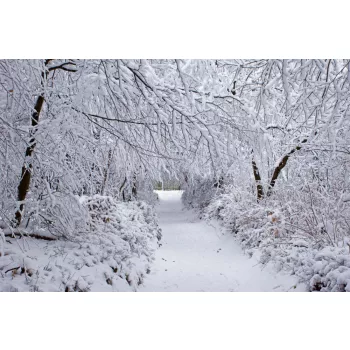 Vlies Fotótapéta - Winter Forest in Snow - 375x250 cm