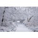 Vlies Fotótapéta - Winter Forest in Snow - 375x250 cm