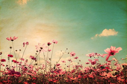 Vlies Fotótapéta - Vintage Landscape with Flowers - 375x250 cm