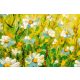 Vlies Fotótapéta - Daisy flowers field - 375x250 cm