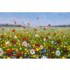 Vlies Fotótapéta - Beautiful field flowers on canvas - 375x250 cm