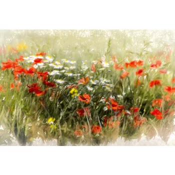 Vlies Fotótapéta - Poppy field - 375x250 cm