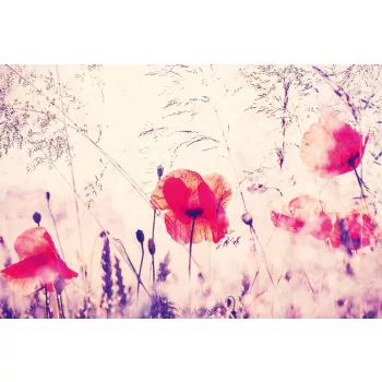 Vlies Fotótapéta - Vintage filtered photo - 375x250 cm