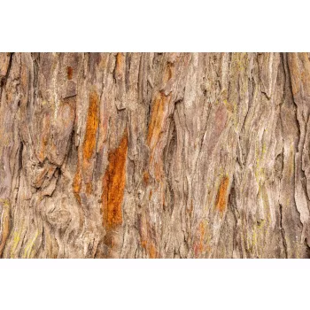 Vlies Fotótapéta - Texture of old tree - 375x250 cm