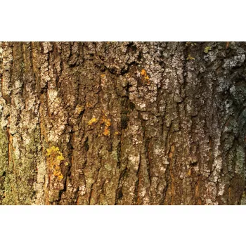 Vlies Fotótapéta - Mossy tree - 375x250 cm