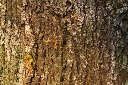 Vlies Fotótapéta - Mossy tree - 375x250 cm