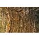 Vlies Fotótapéta - Mossy tree - 375x250 cm