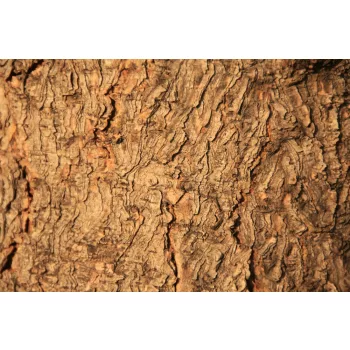 Vlies Fotótapéta - Wood texture - 375x250 cm