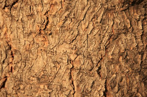 Vlies Fotótapéta - Wood texture - 375x250 cm