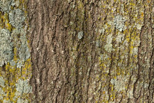 Vlies Fotótapéta - Tree bark texture - 375x250 cm