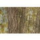 Vlies Fotótapéta - Tree bark texture - 375x250 cm