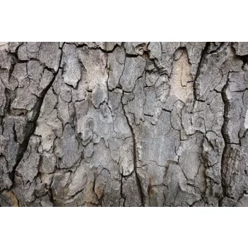 Vlies Fotótapéta - Bark of tree - 375x250 cm