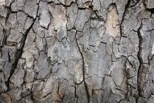 Vlies Fotótapéta - Bark of tree - 375x250 cm