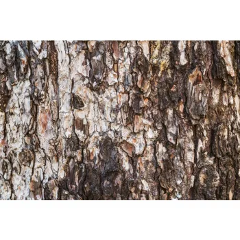 Vlies Fotótapéta - Texture of pine tree - 375x250 cm