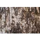 Vlies Fotótapéta - Texture of pine tree - 375x250 cm
