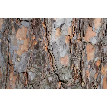 Vlies Fotótapéta - Texture of pine bark - 375x250 cm