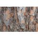 Vlies Fotótapéta - Texture of pine bark - 375x250 cm