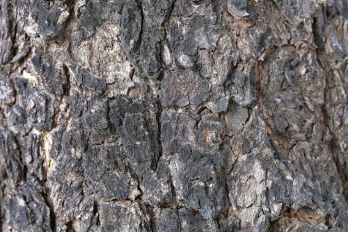 Vlies Fotótapéta - Tree bark texture close up  - 375x250 cm