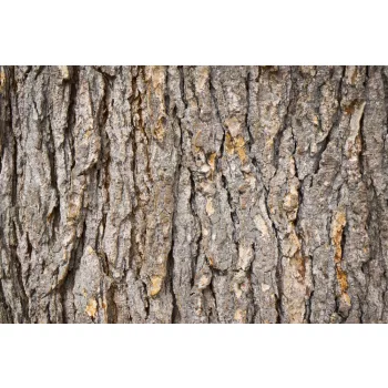 Vlies Fotótapéta - Bark of fir  - 375x250 cm