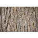 Vlies Fotótapéta - Bark of fir  - 375x250 cm