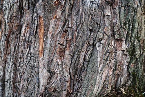 Vlies Fotótapéta - Oak tree bark - 375x250 cm