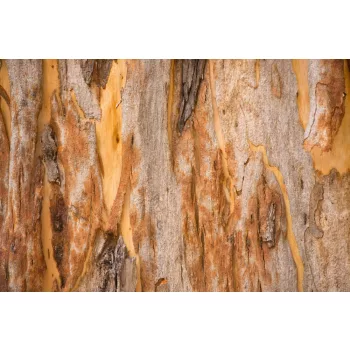 Vlies Fotótapéta - Pattern of tree eucalyptus - 375x250 cm