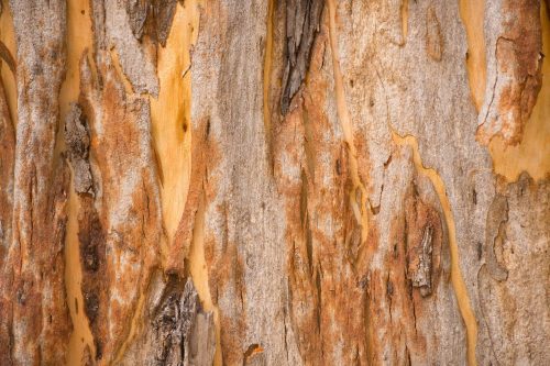 Vlies Fotótapéta - Pattern of tree eucalyptus - 375x250 cm