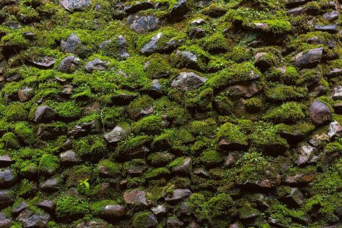 Vlies Fotótapéta - Moss on old stone wall - 375x250 cm