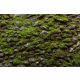 Vlies Fotótapéta - Moss on old stone wall - 375x250 cm