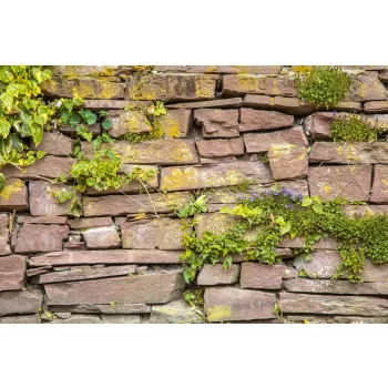 Vlies Fotótapéta - Wall with plants - 375x250 cm
