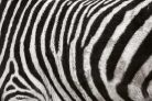 Vlies Fotótapéta - Zebra Skin Fur Texture - 375x250 cm