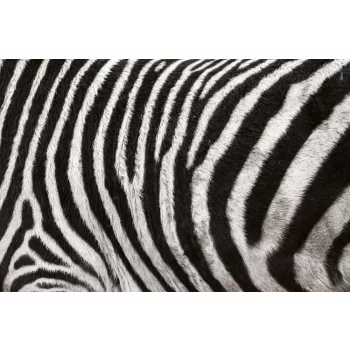 Vlies Fotótapéta - Zebra Skin Fur Texture - 375x250 cm