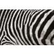 Vlies Fotótapéta - Zebra Skin Fur Texture - 375x250 cm