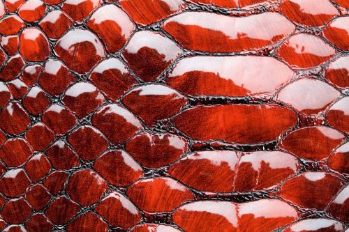 Vlies Fotótapéta - Red snake skin - 375x250 cm