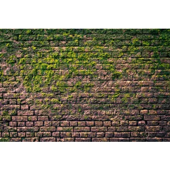 Vlies Fotótapéta - Brick wall with moss  - 375x250 cm