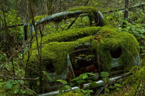 Vlies Fotótapéta - Car covered in  moss - 375x250 cm