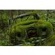 Vlies Fotótapéta - Car covered in  moss - 375x250 cm