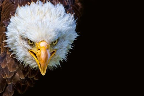 Vlies Fotótapéta - American Eagle - 375x250 cm