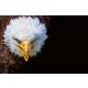 Vlies Fotótapéta - American Eagle - 375x250 cm